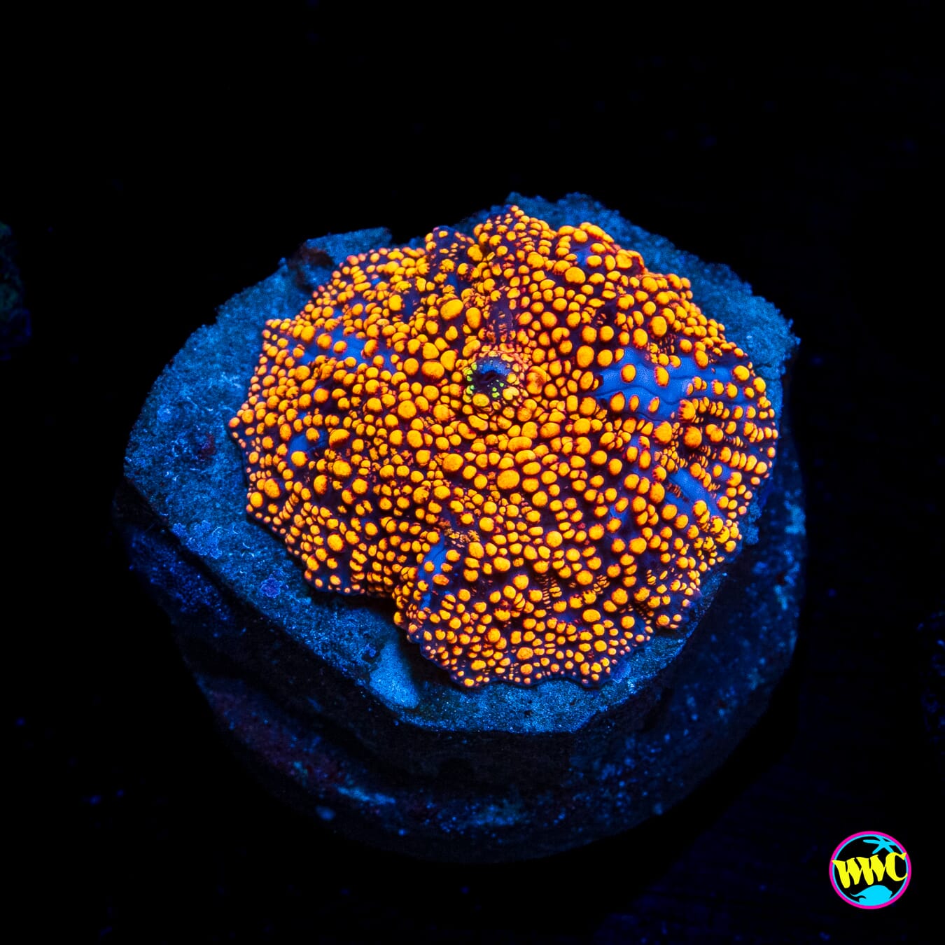 Orange Interstellar Disco Mushroom