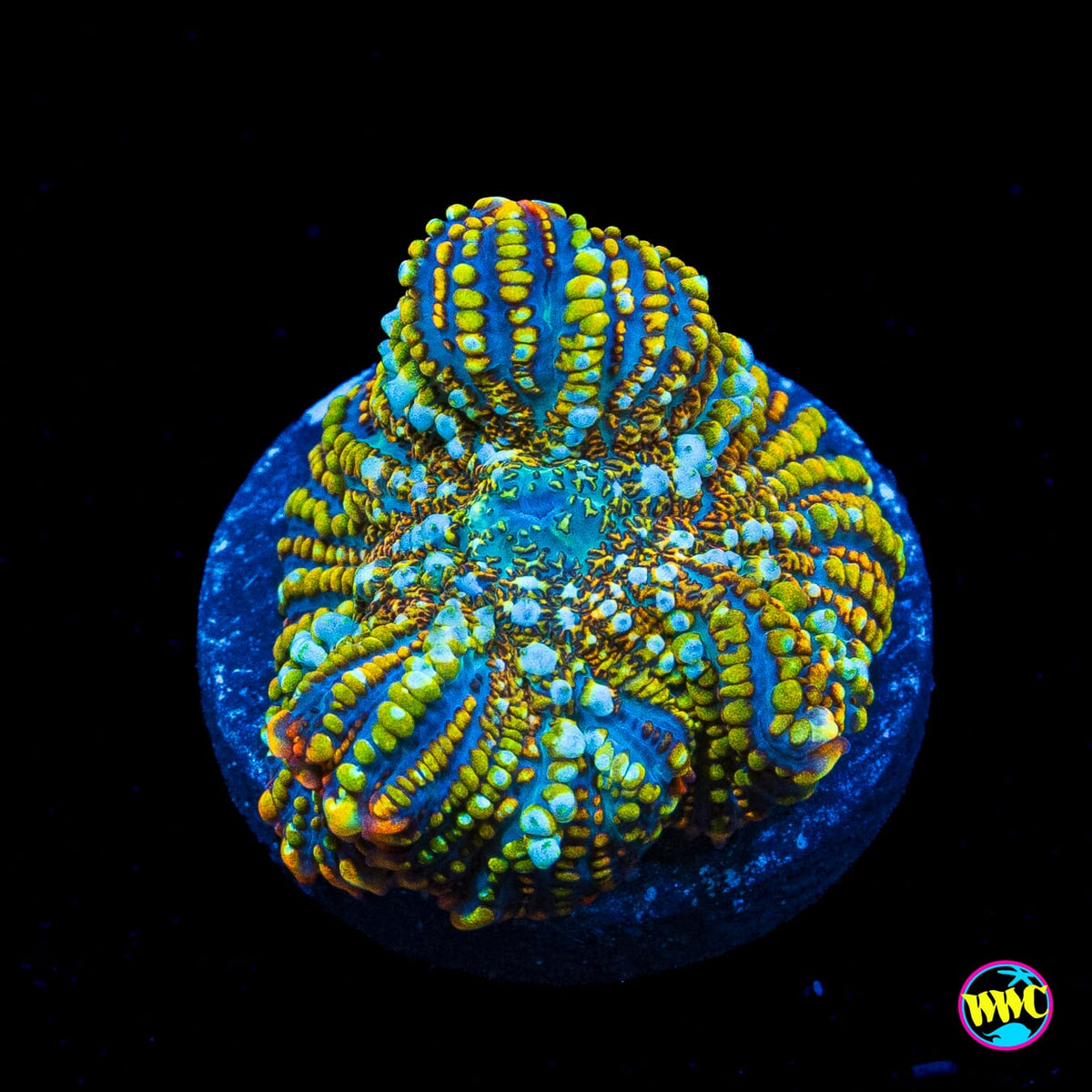 WWC Defibrilator Rhodactis Mushroom