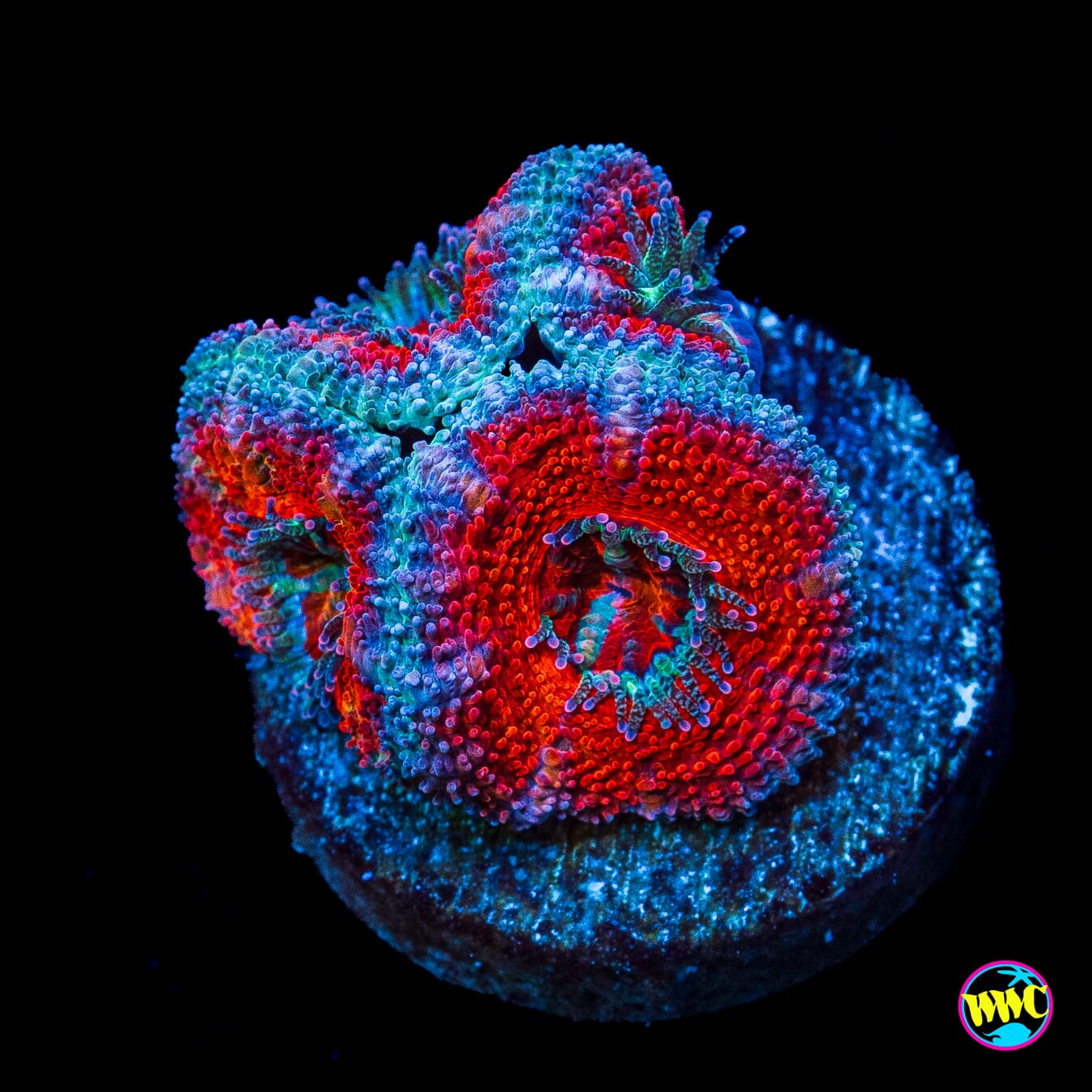 Blue Ring Aussie Lord