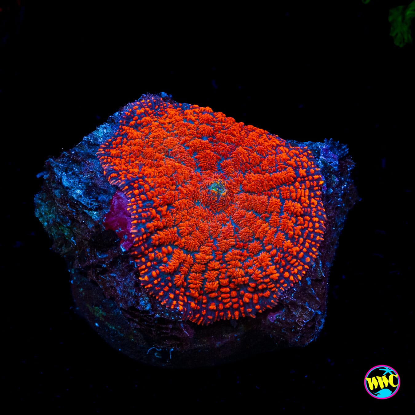 Red Hot Rhodactis Mushroom