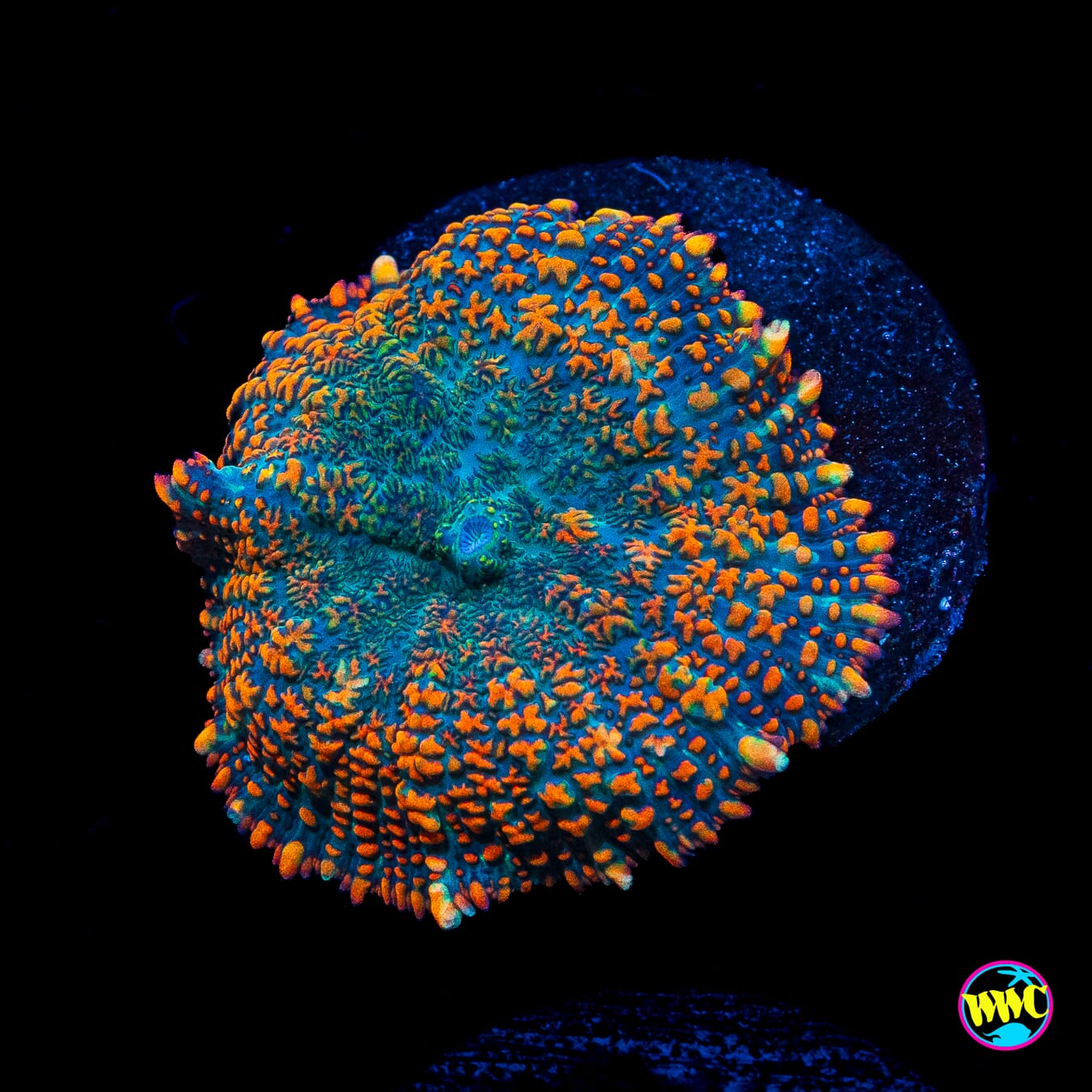 Maui Sunrise Rhodactis Mushroom