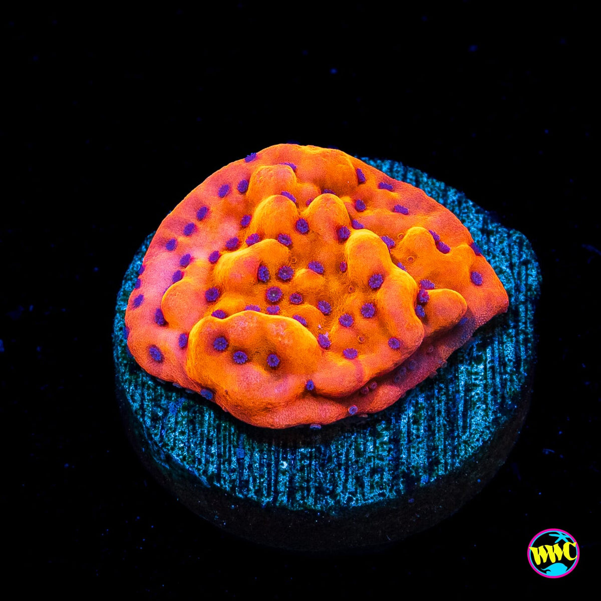 WWC Fire Mage Montipora