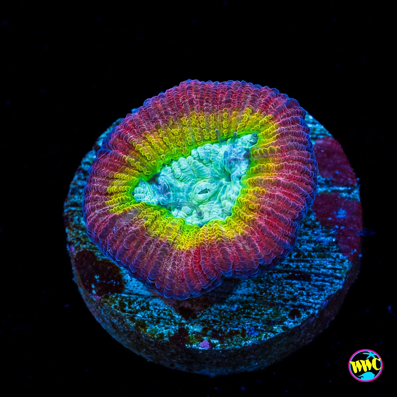 WWC Fantasmo Favia