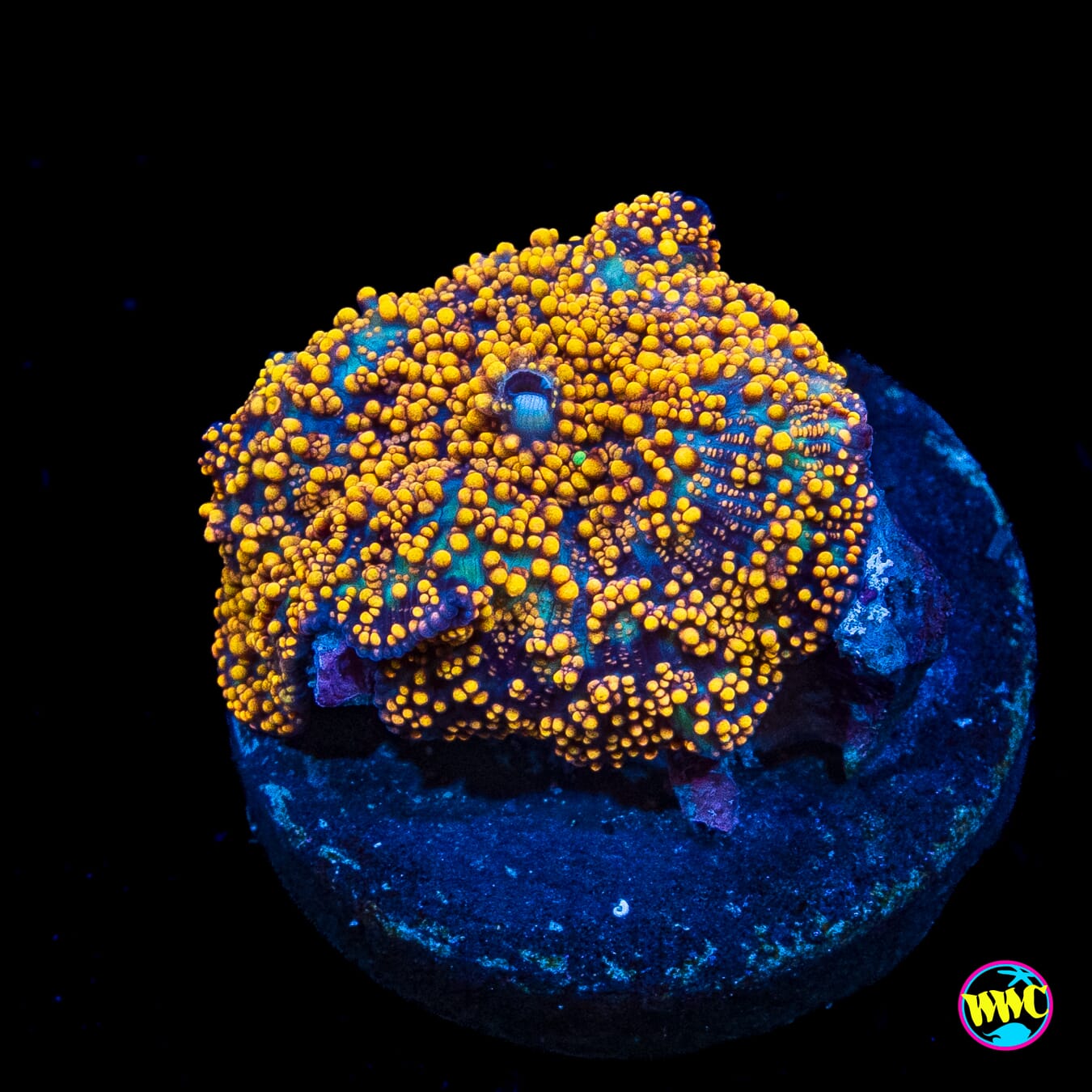 Golden Interstellar Disco Mushroom