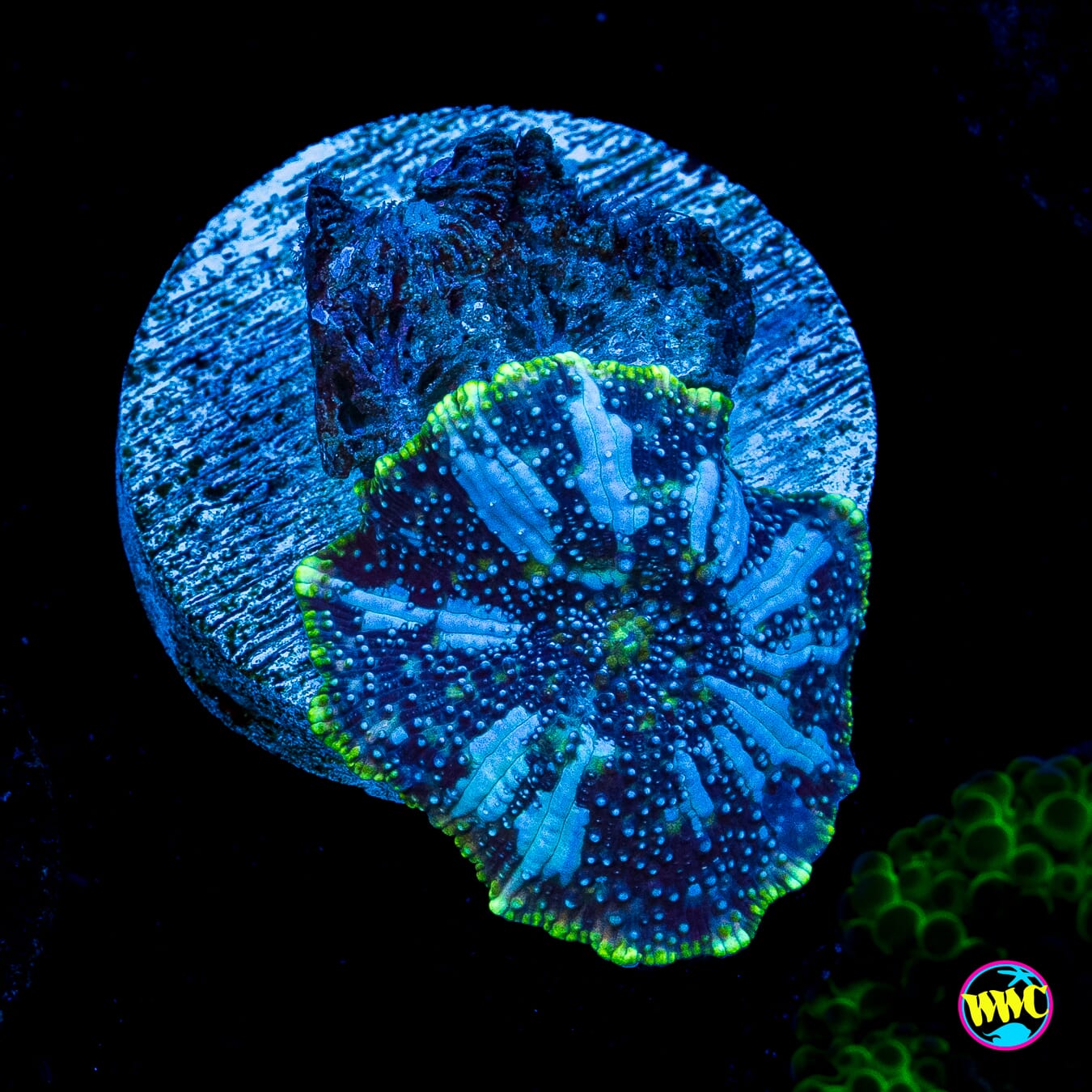 Iceman Disco Mushroom