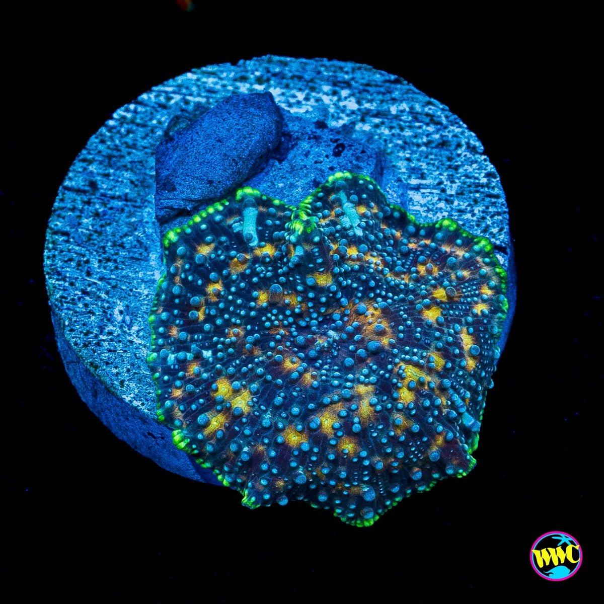 Spotted Iguana Disco Mushroom