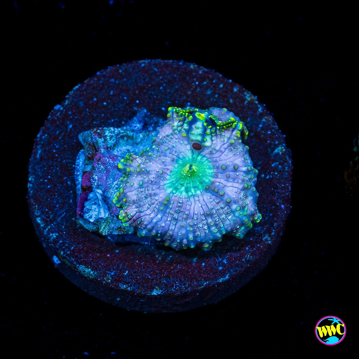 Trippin Iguana Disco Mushroom