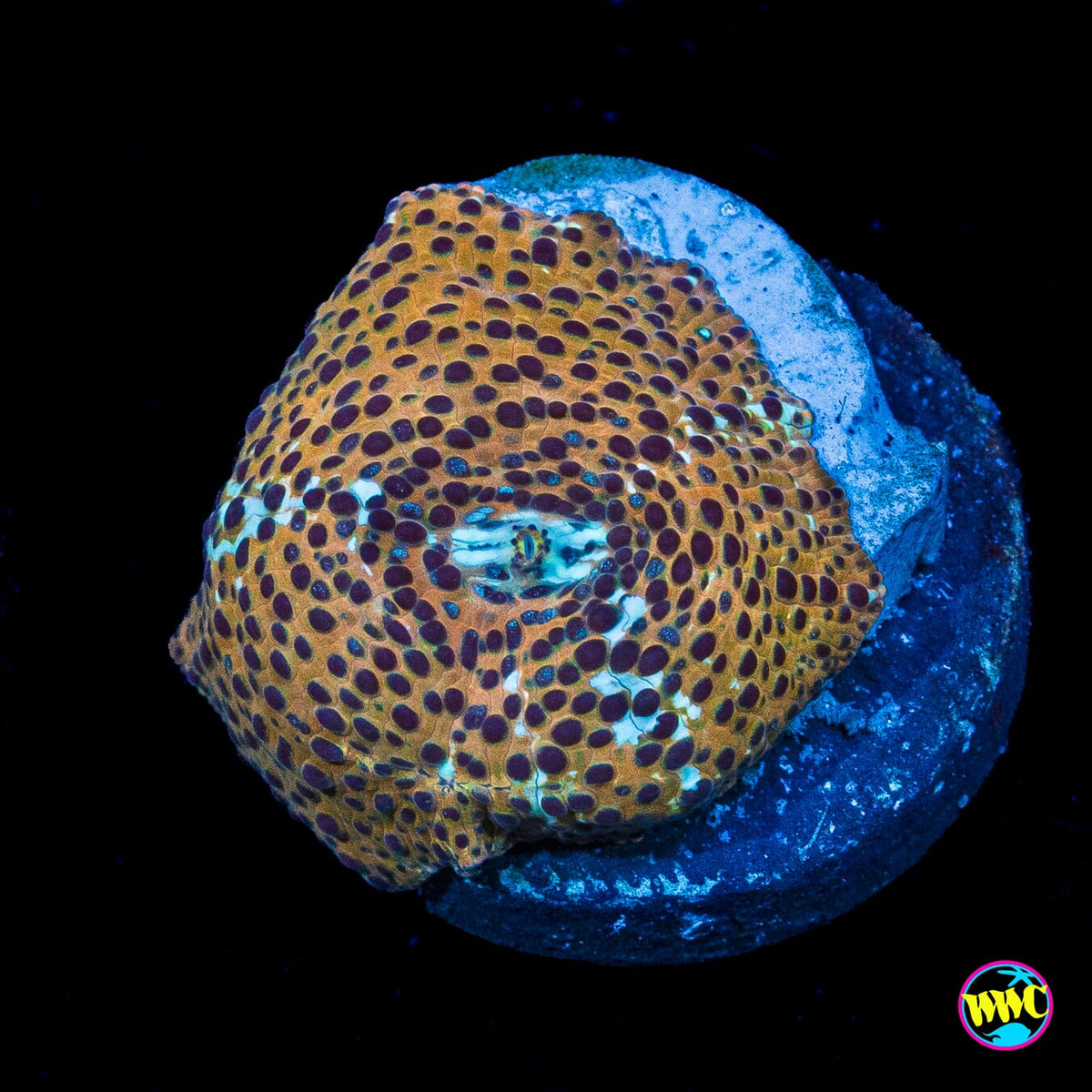 Tiger Eye Disco Mushroom
