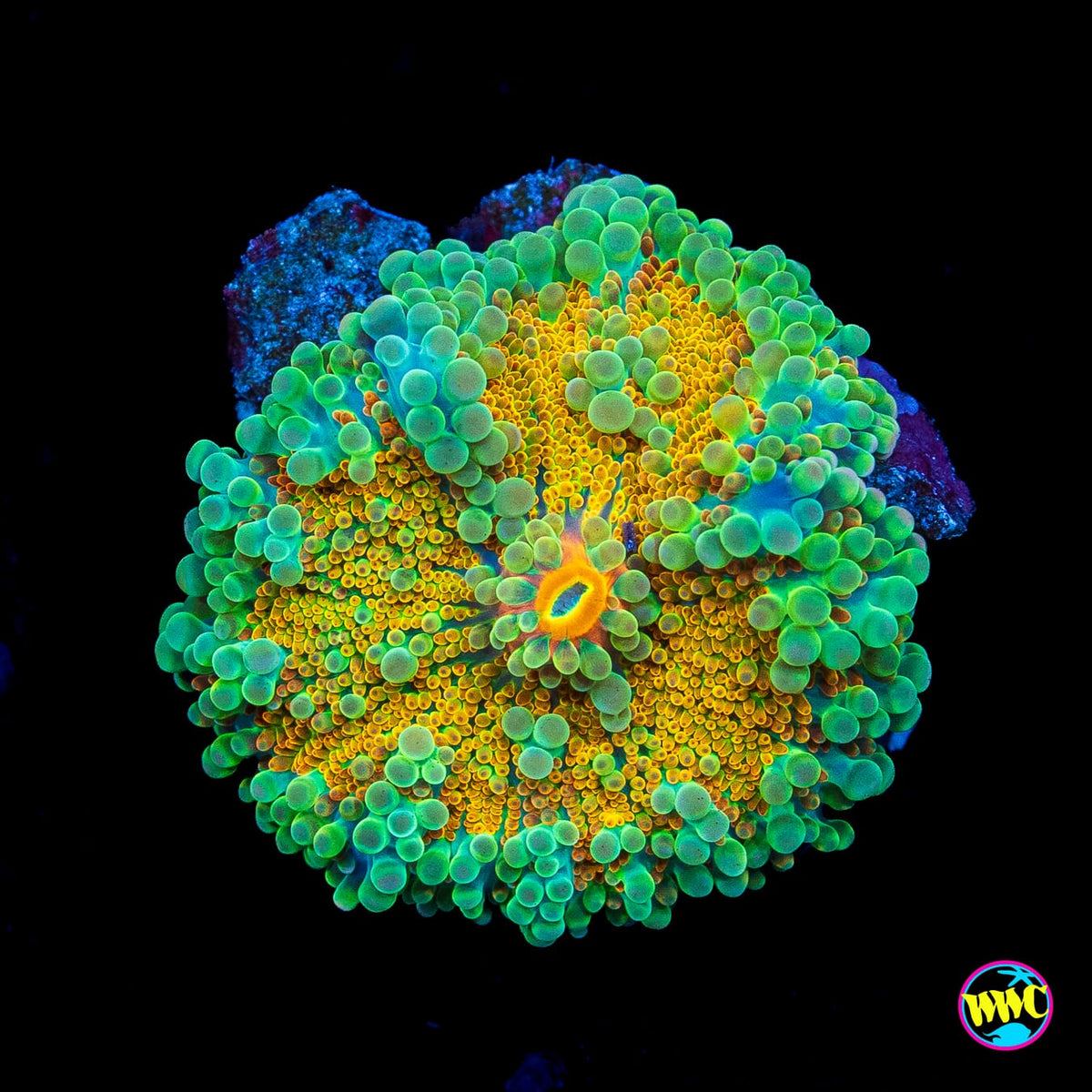 Tropical Sunrise Yuma Mushroom