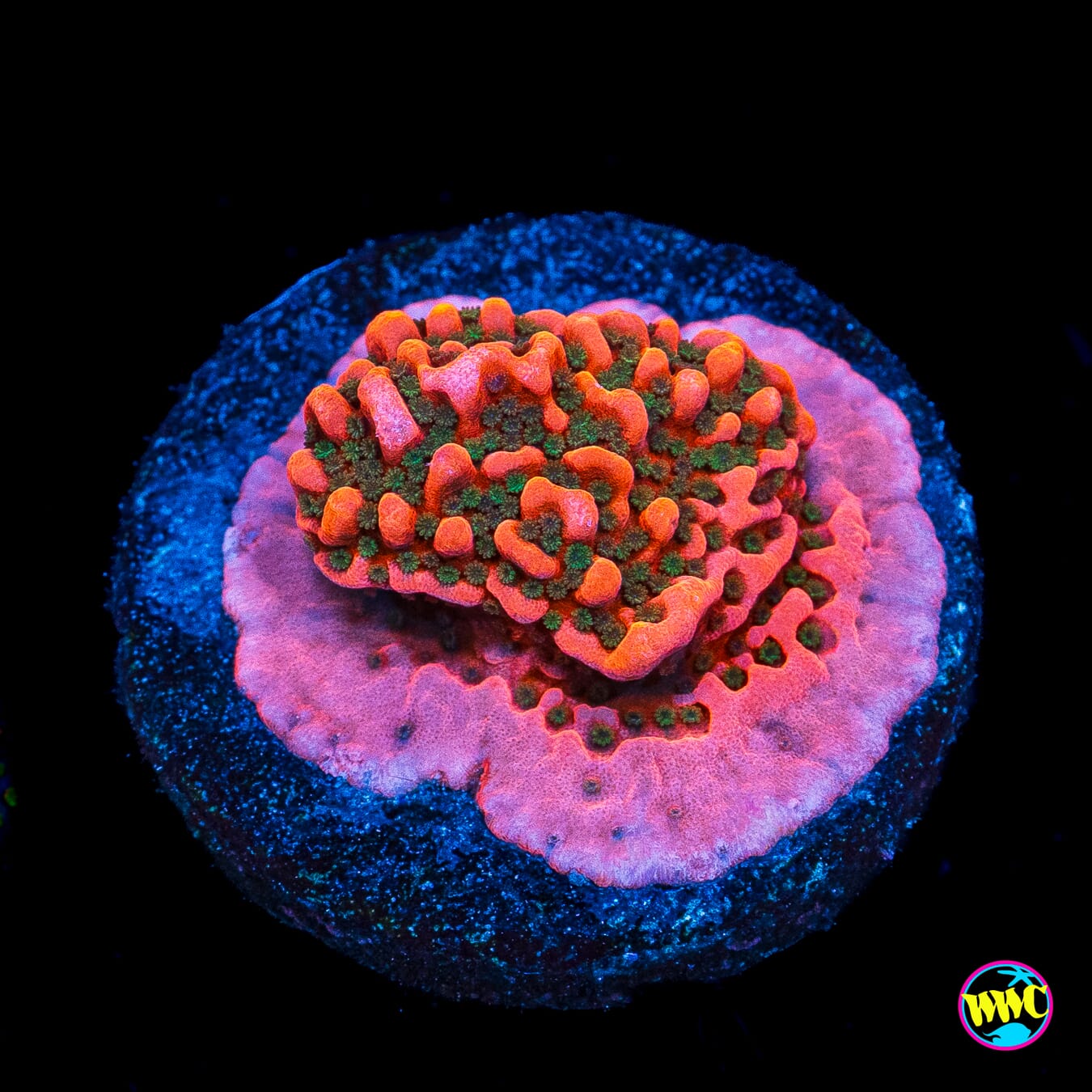 WWC Cherry Tree Montipora
