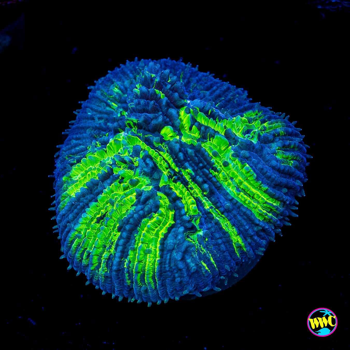 WWC Treefrog Tongue Coral