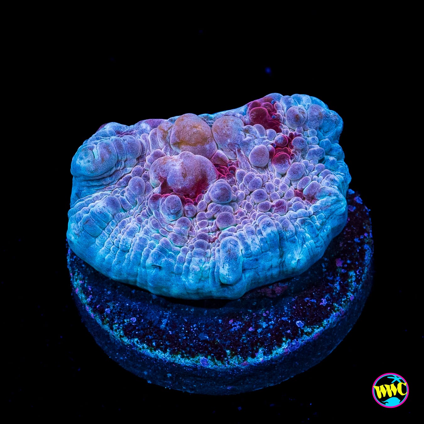WWC Freezer Burn Bounce Chalice