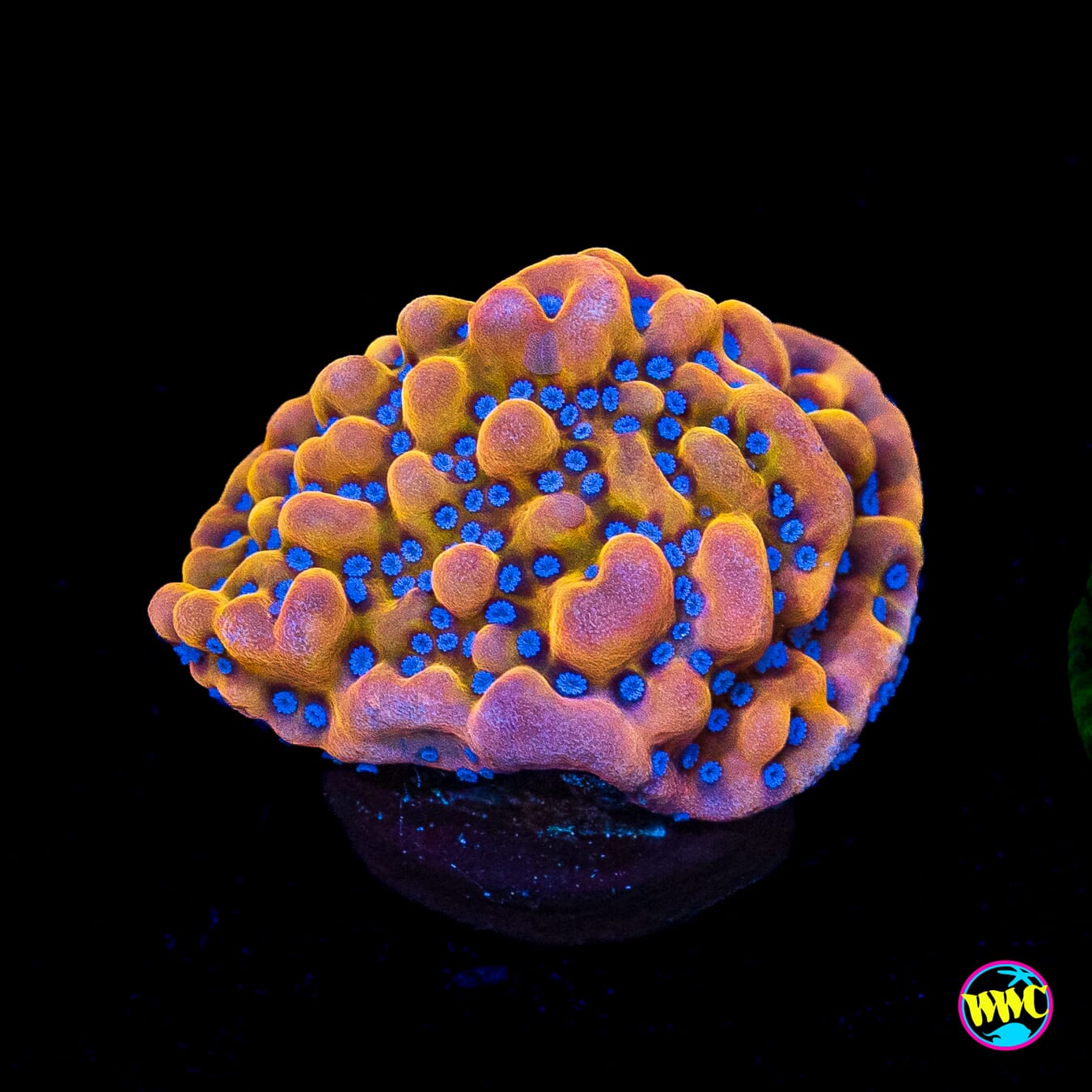 WWC Quicksand Montipora