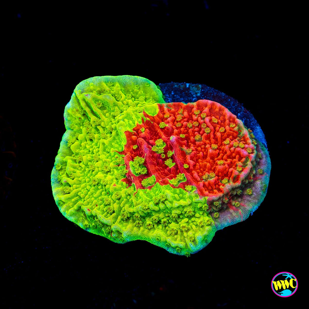 WWC Triple Threat Grafted Montipora