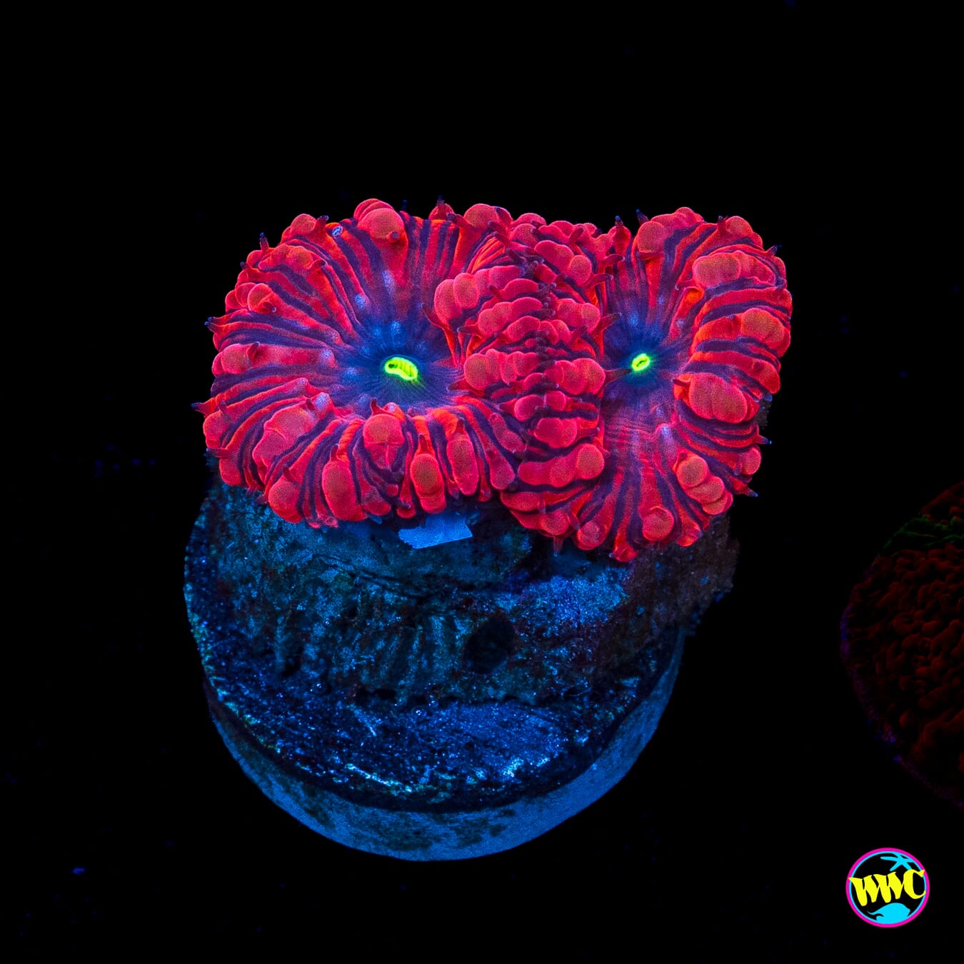 VDM Blastomussa