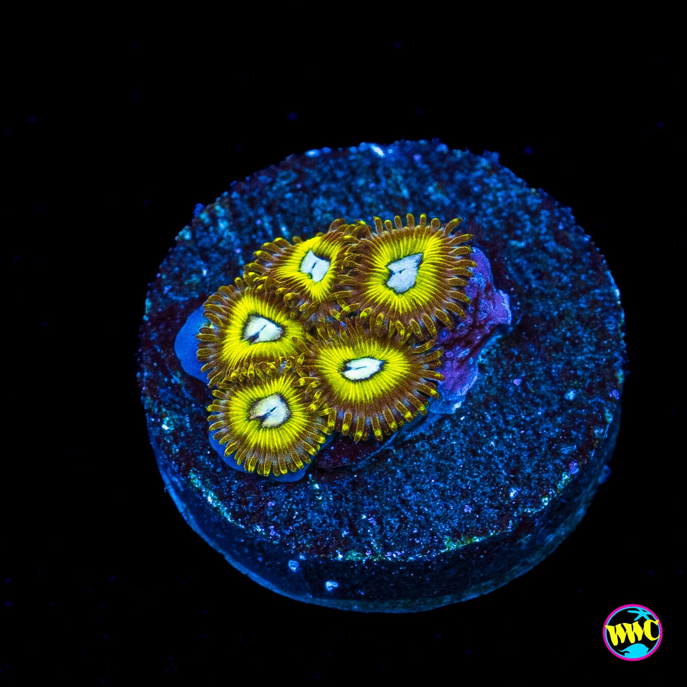 Pikachuz Zoanthids