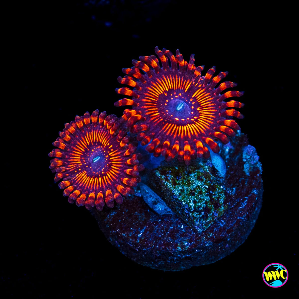 WWC Balrog Zoanthids