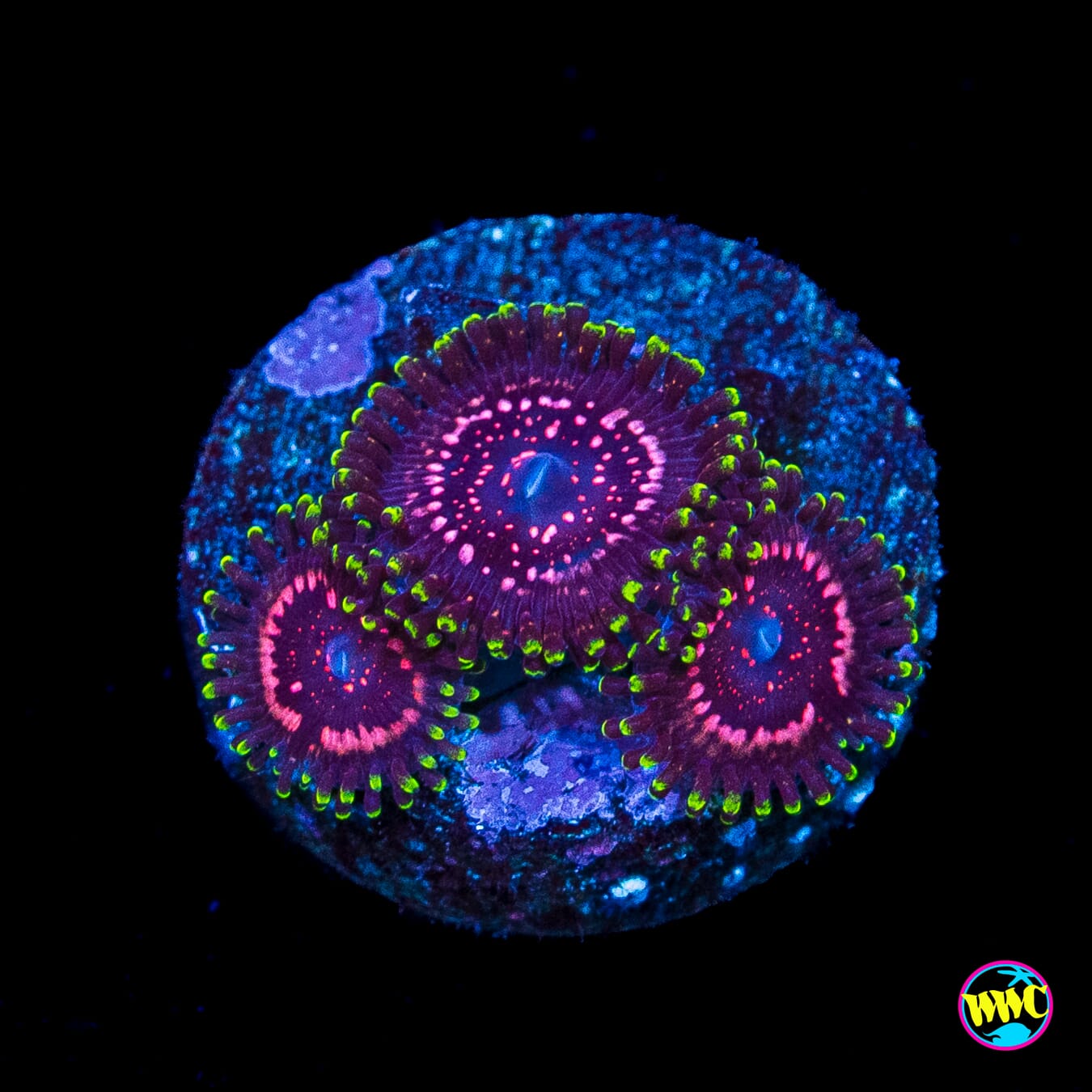 WWC Taser Zoanthids
