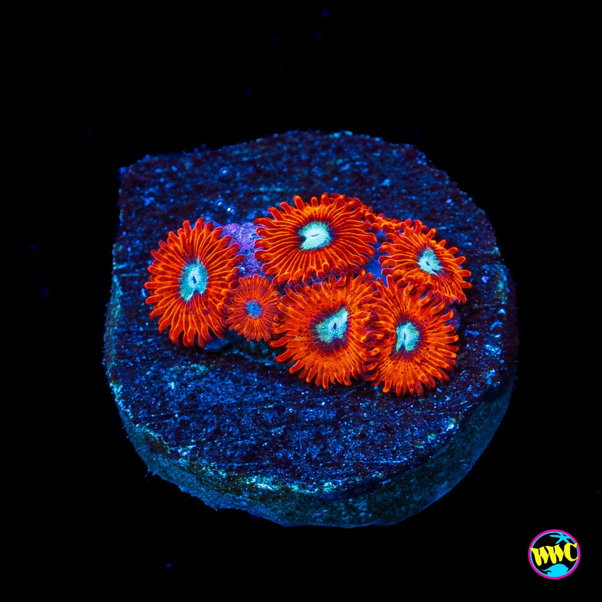 Charmanderz Zoanthids