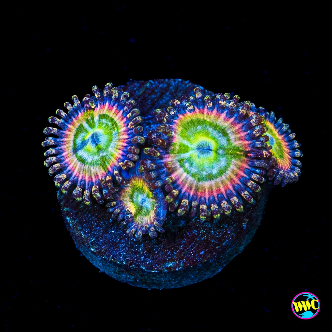 Rainbow Troll Zoanthids