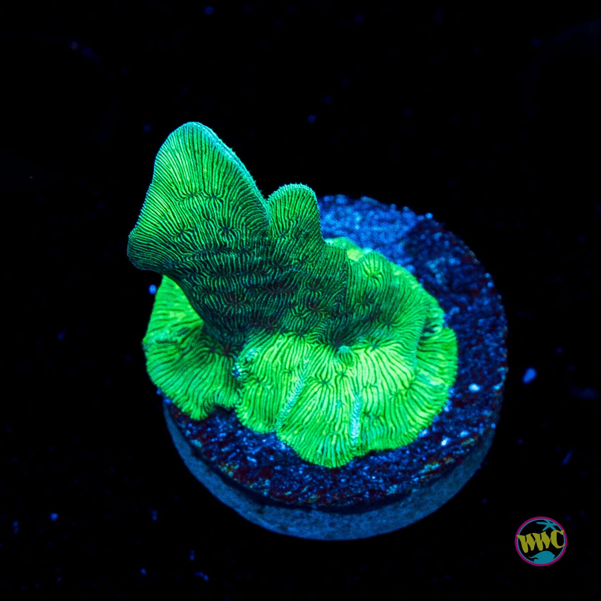 WWC Cactus Pavona