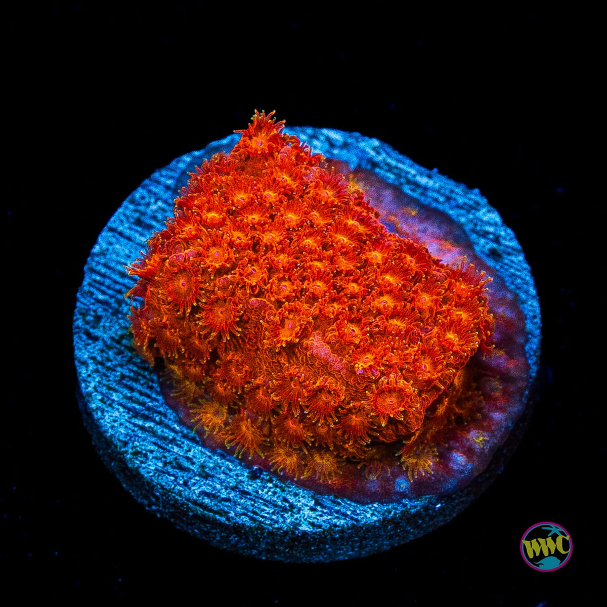 WWC Hi-Cee Cyphastrea