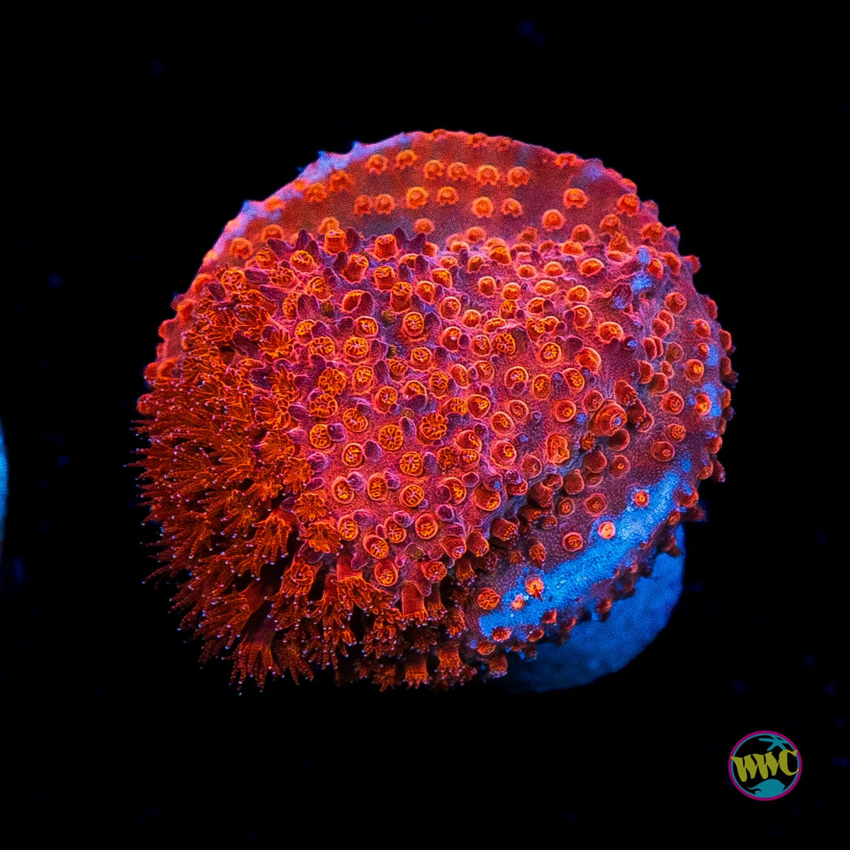 WWC Crimson Stylocoeniella