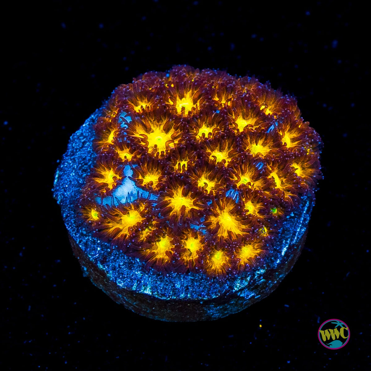 WWC Burning Leptastrea