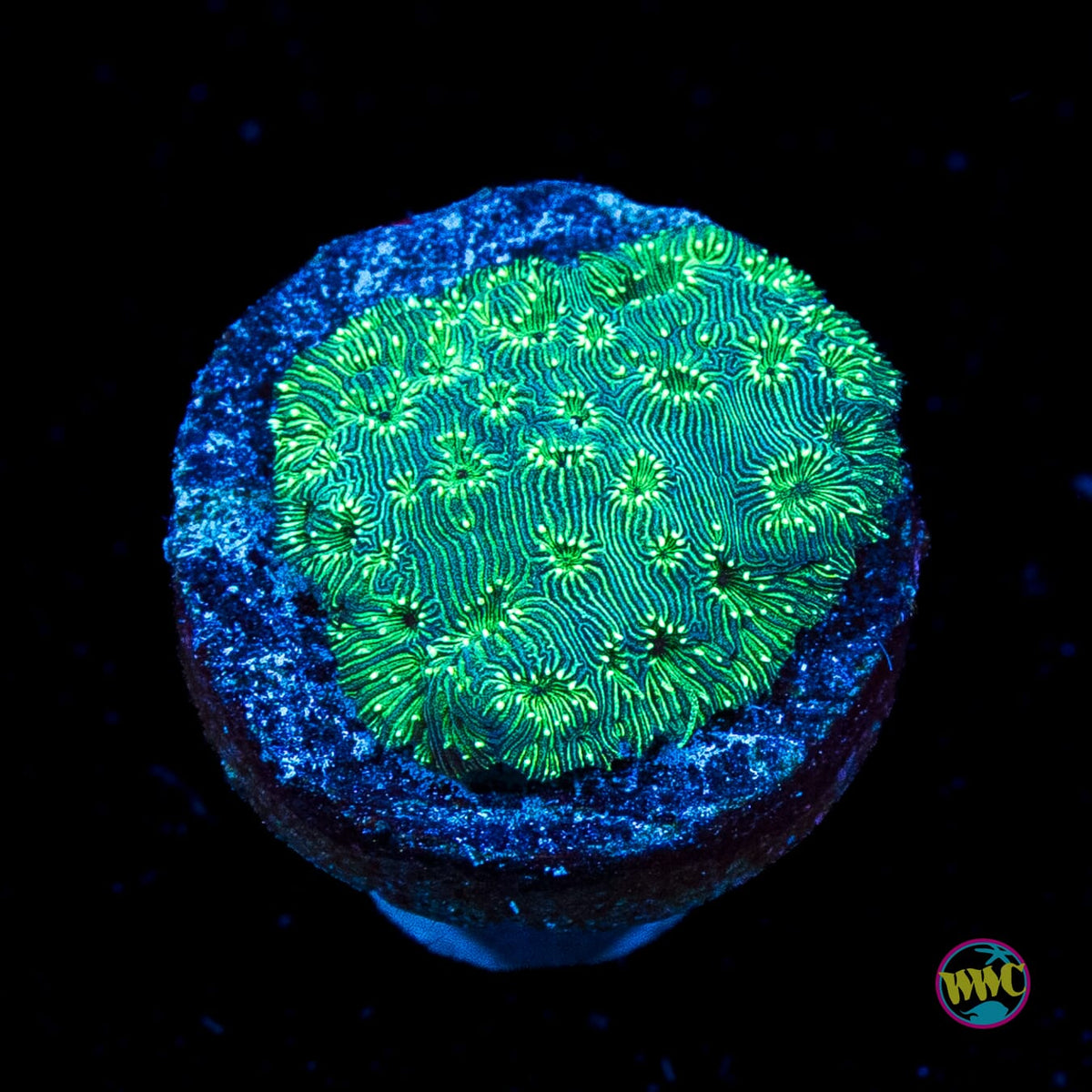 WWC Emerald Pavona