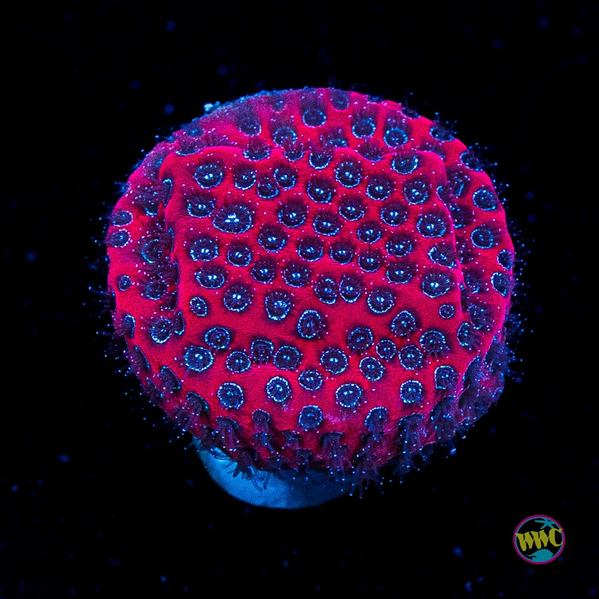 WWC Darth Maul Porites