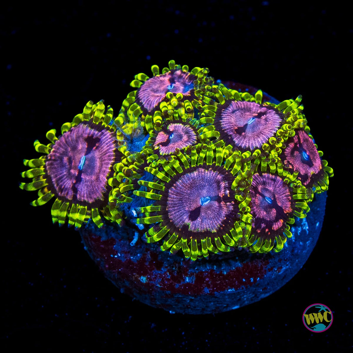 WWC Purple Monsters Zoanthids