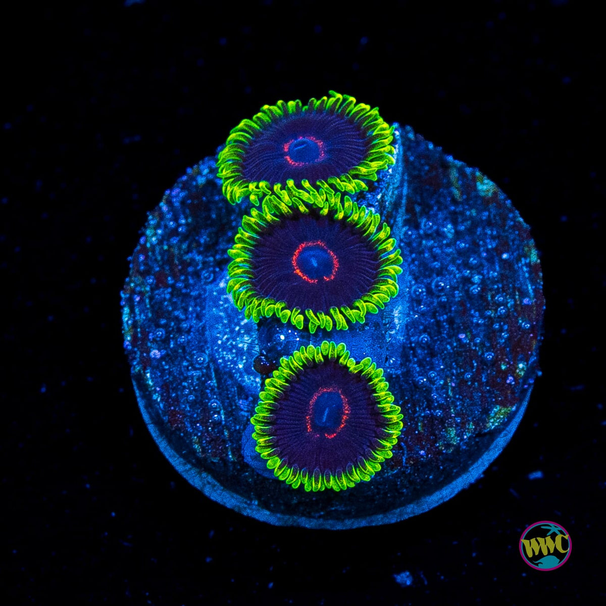 WWC Purple Heart Zoanthids