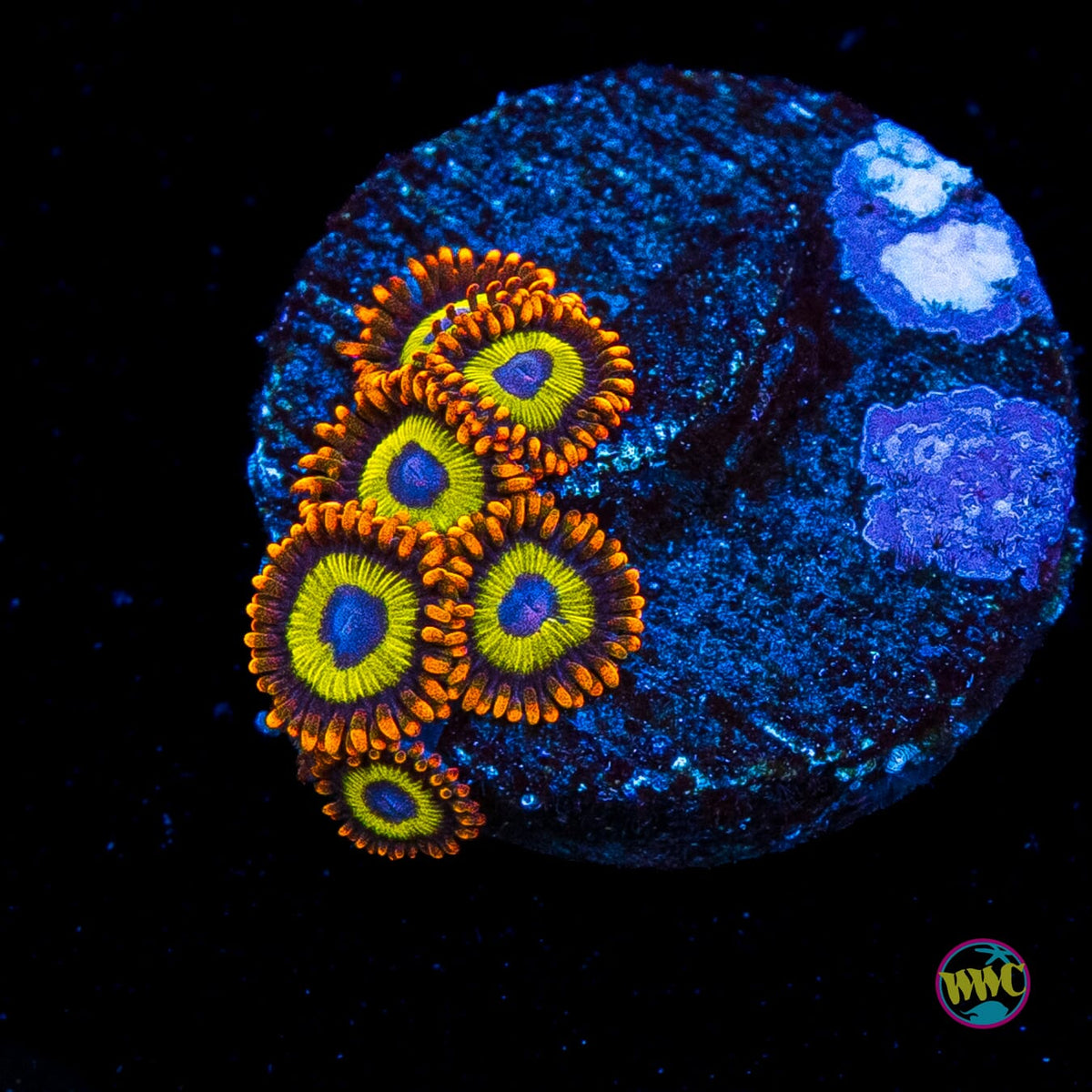 Fruit Loopz Zoanthids