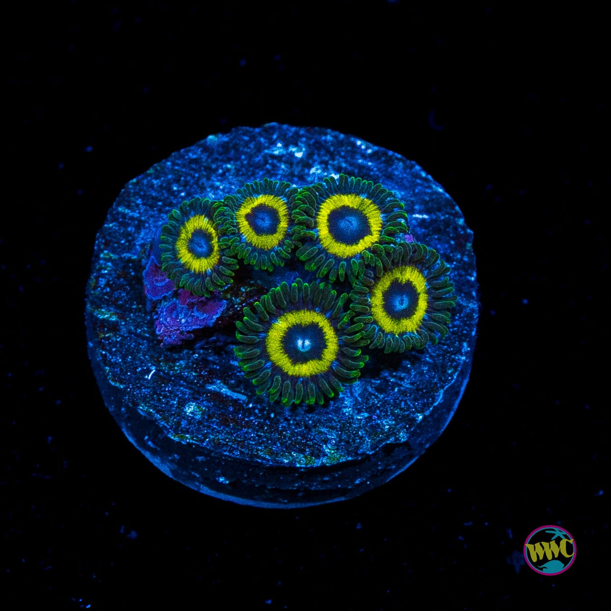 WWC Yellow Submarine Zoanthids