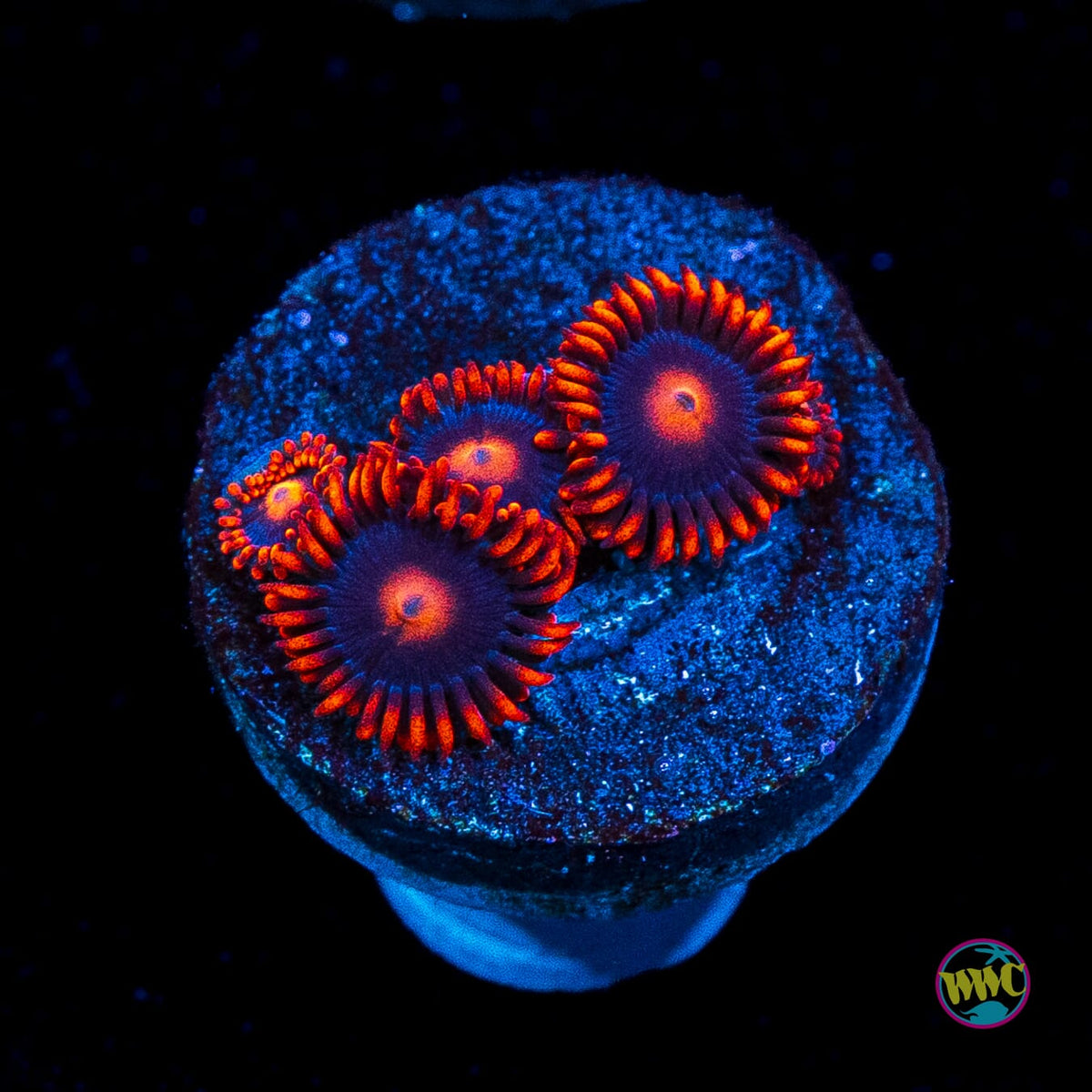 WWC Clementine Zoanthids