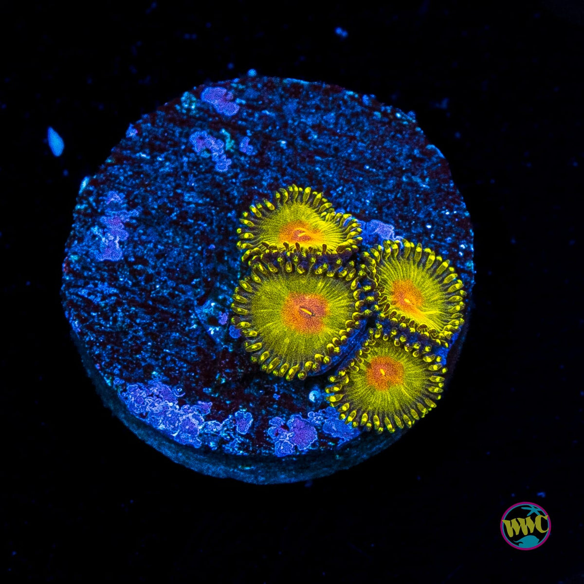 WWC Golden Gods Zoanthids