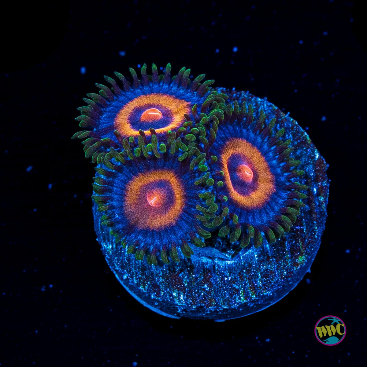 Supergirls Zoanthids