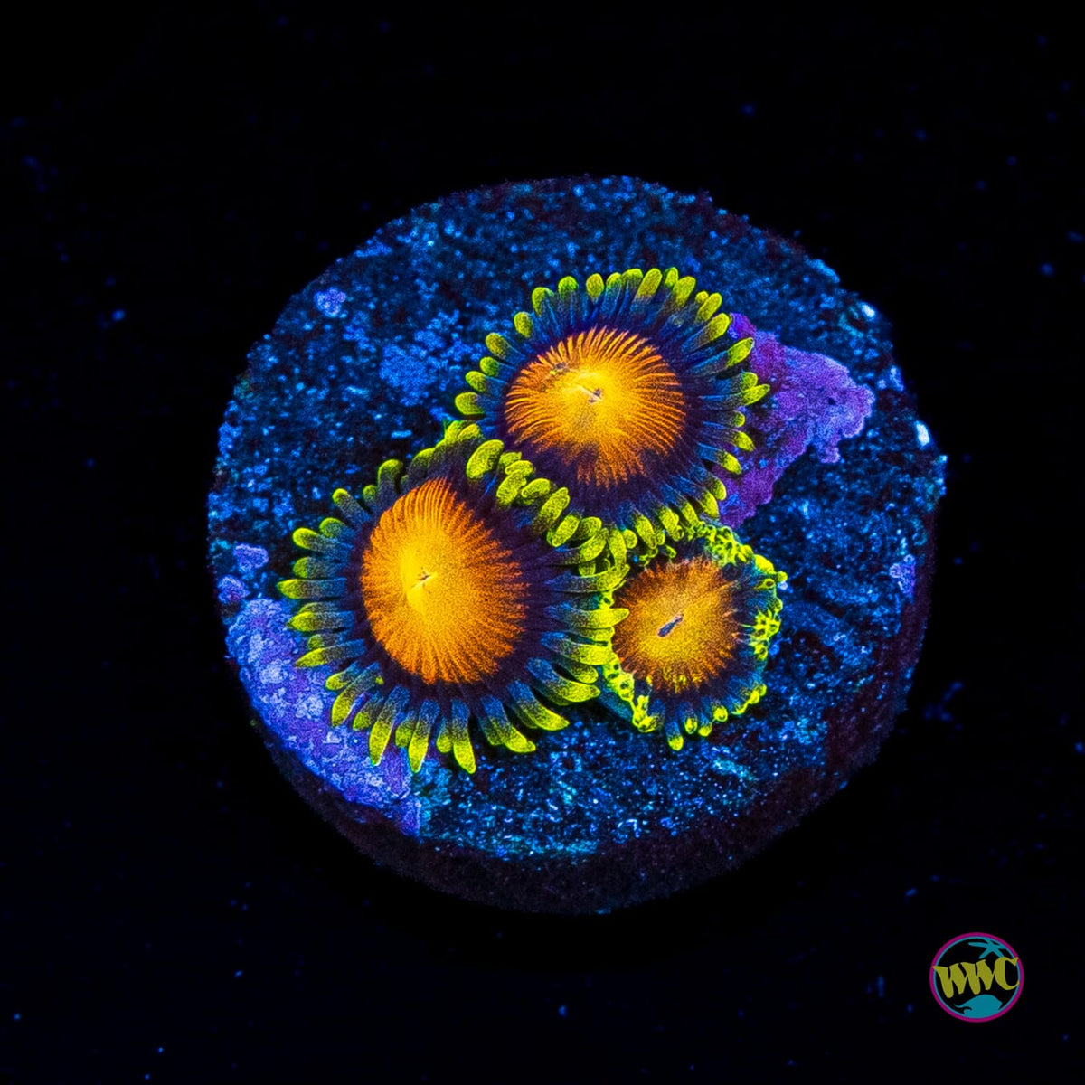 Yellow Brick Road Zoanthids