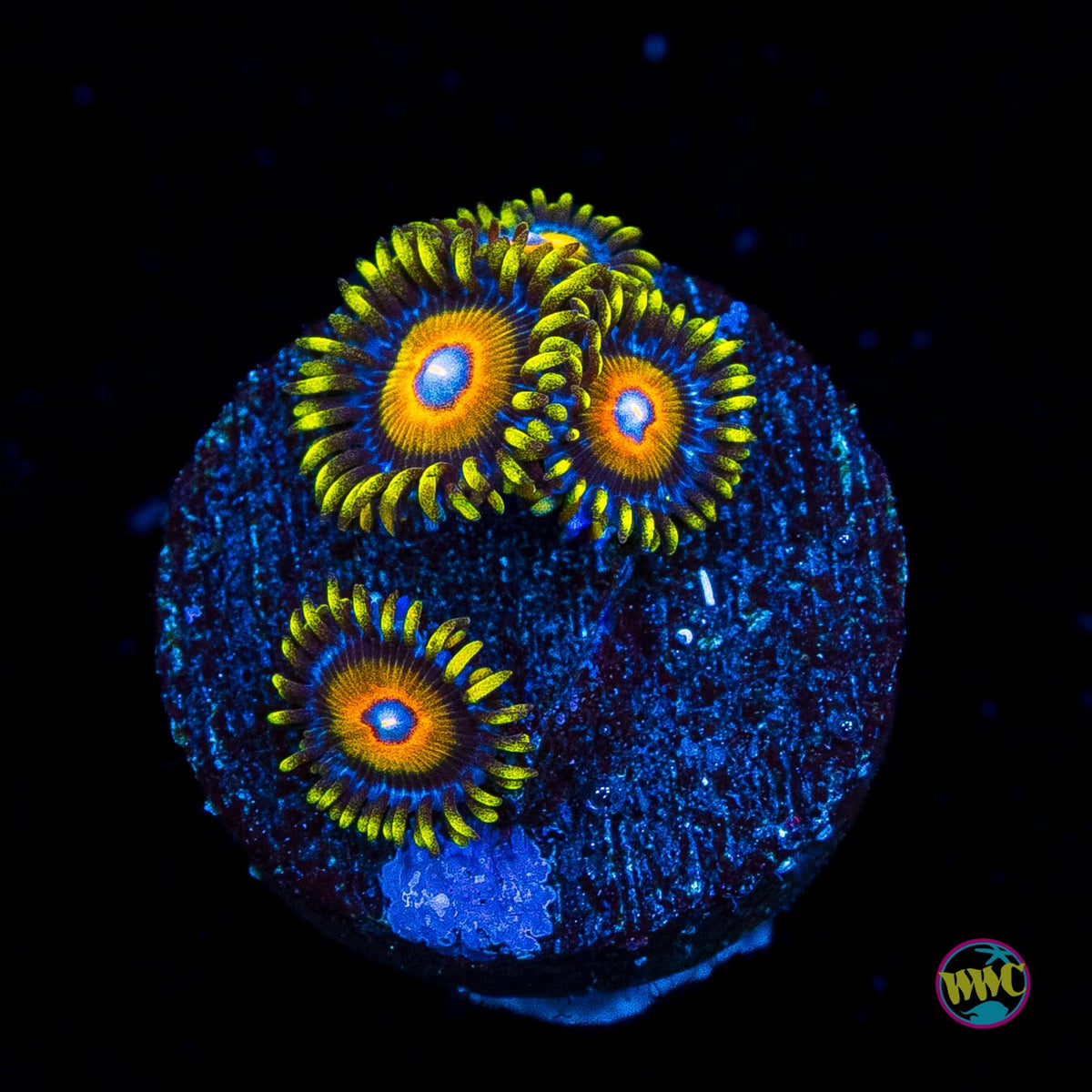 Super Saiyan Zoanthids