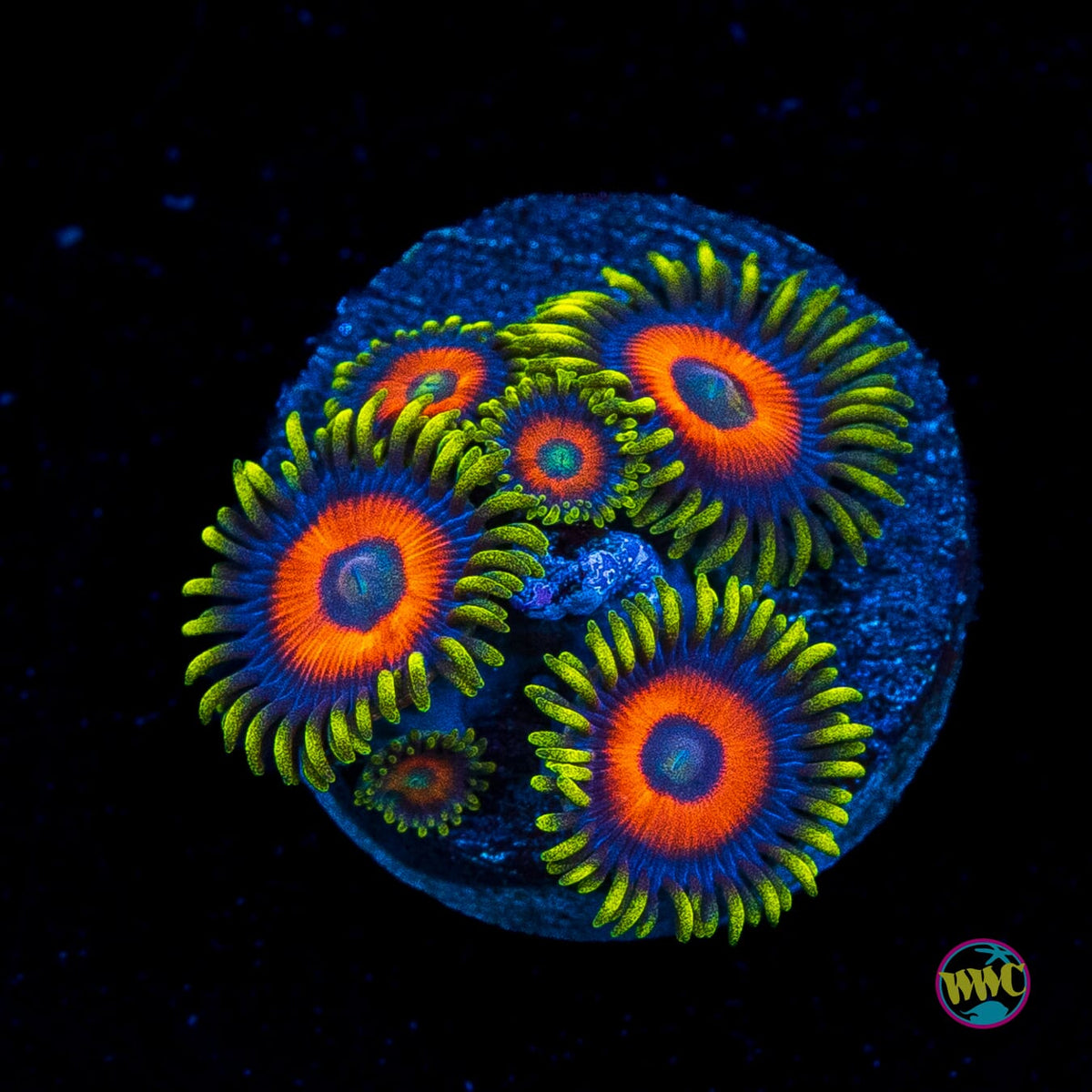 Eagle Eye Zoanthids