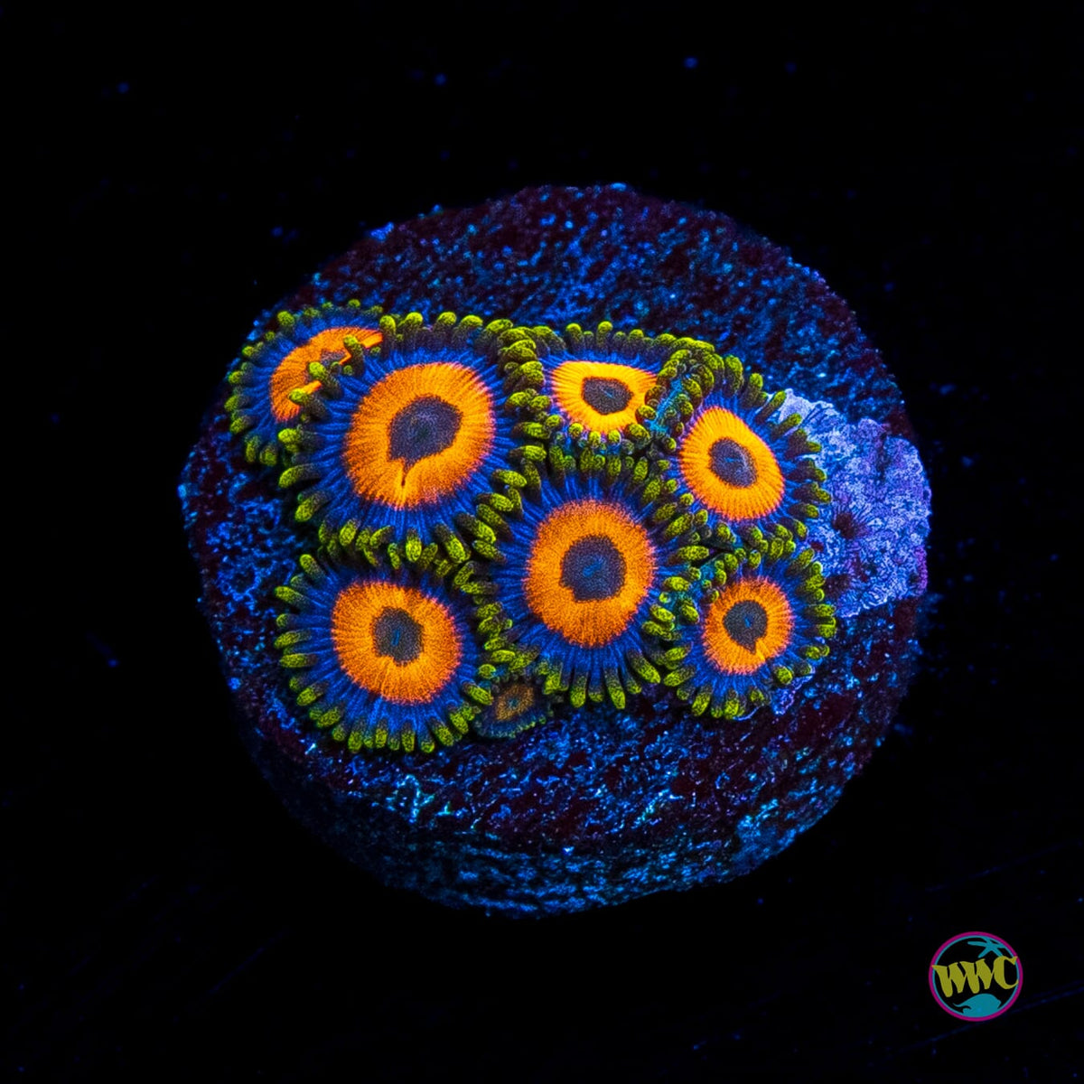 Jungle Juice Zoanthids
