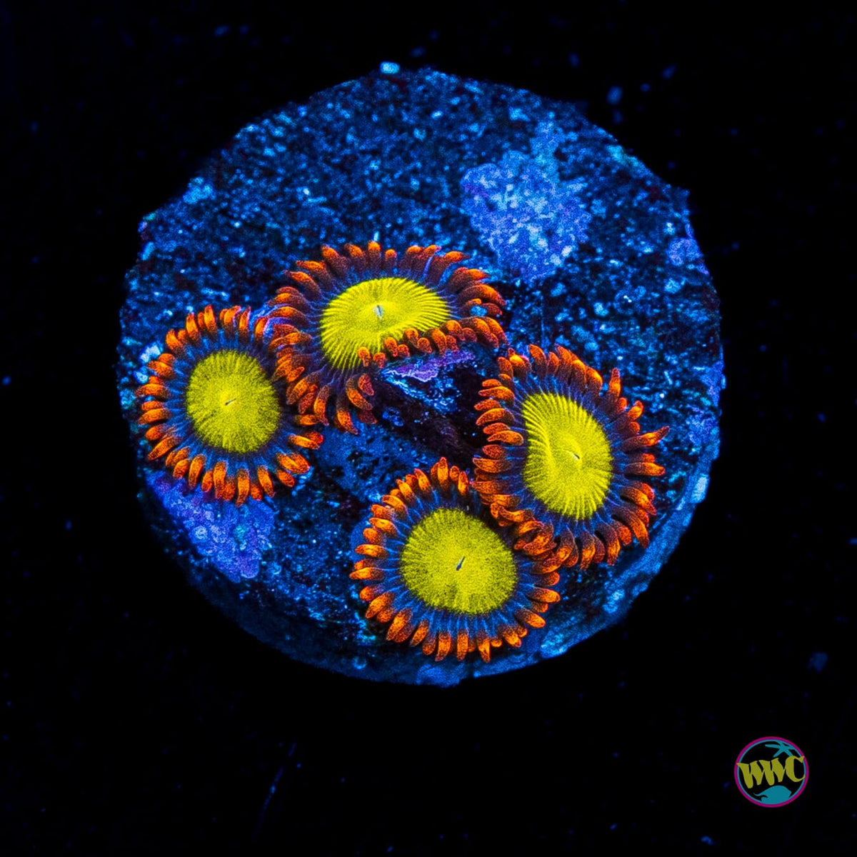 Mandarin Orange Zoanthids