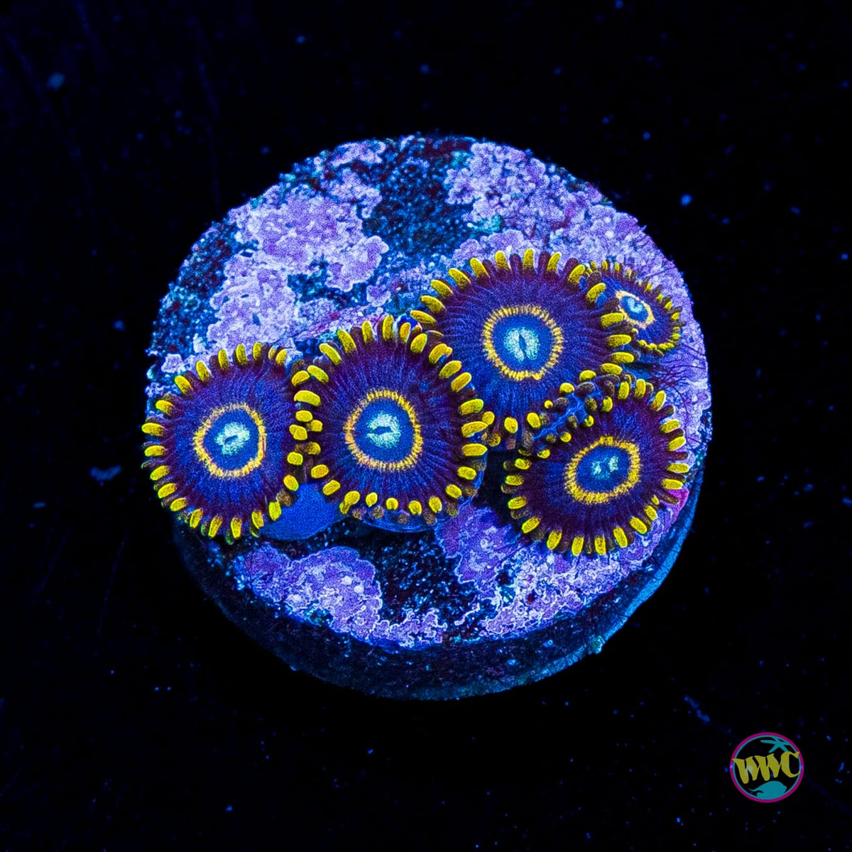 Blue Hornet Zoanthids