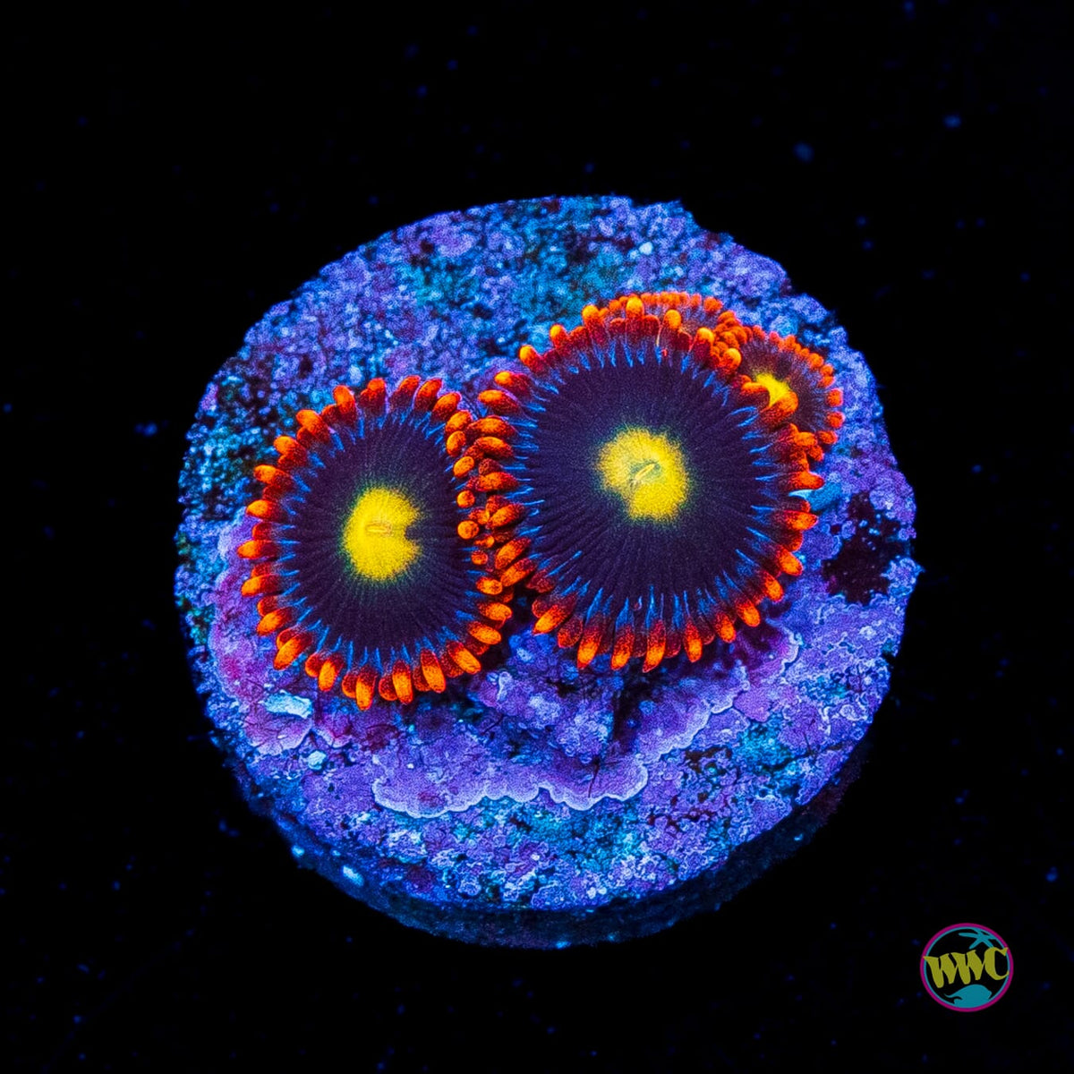 WWC Mandarin Monster Zoanthids