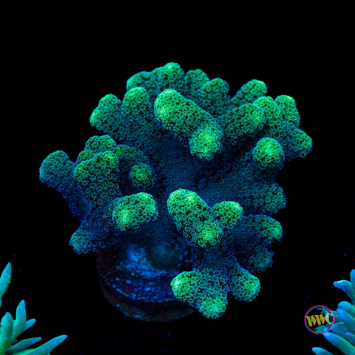 Green Birdsnest
