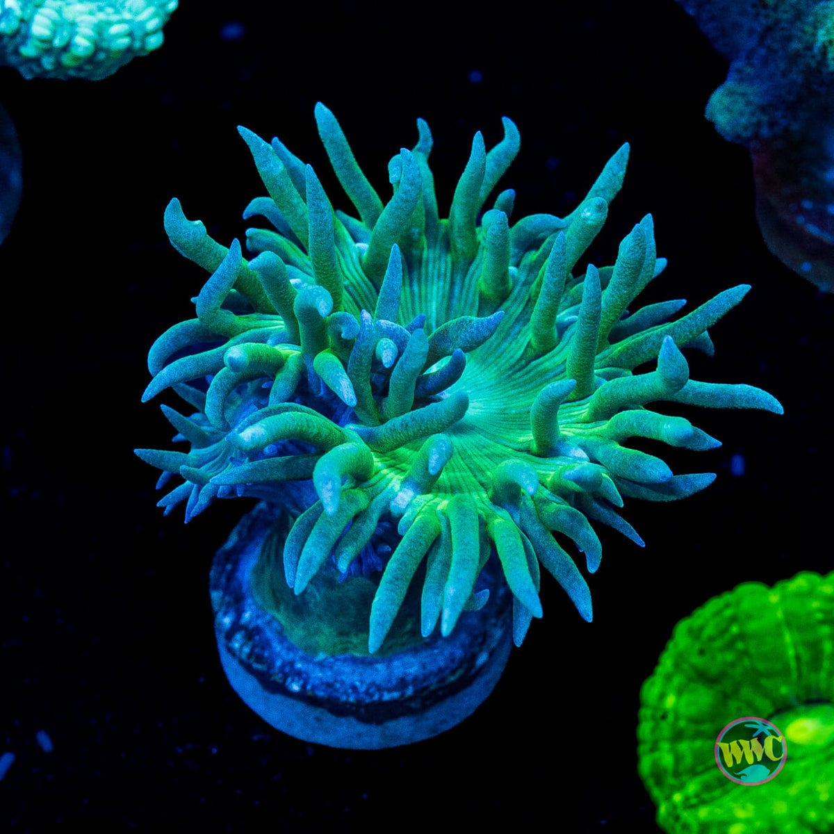 Green Duncan