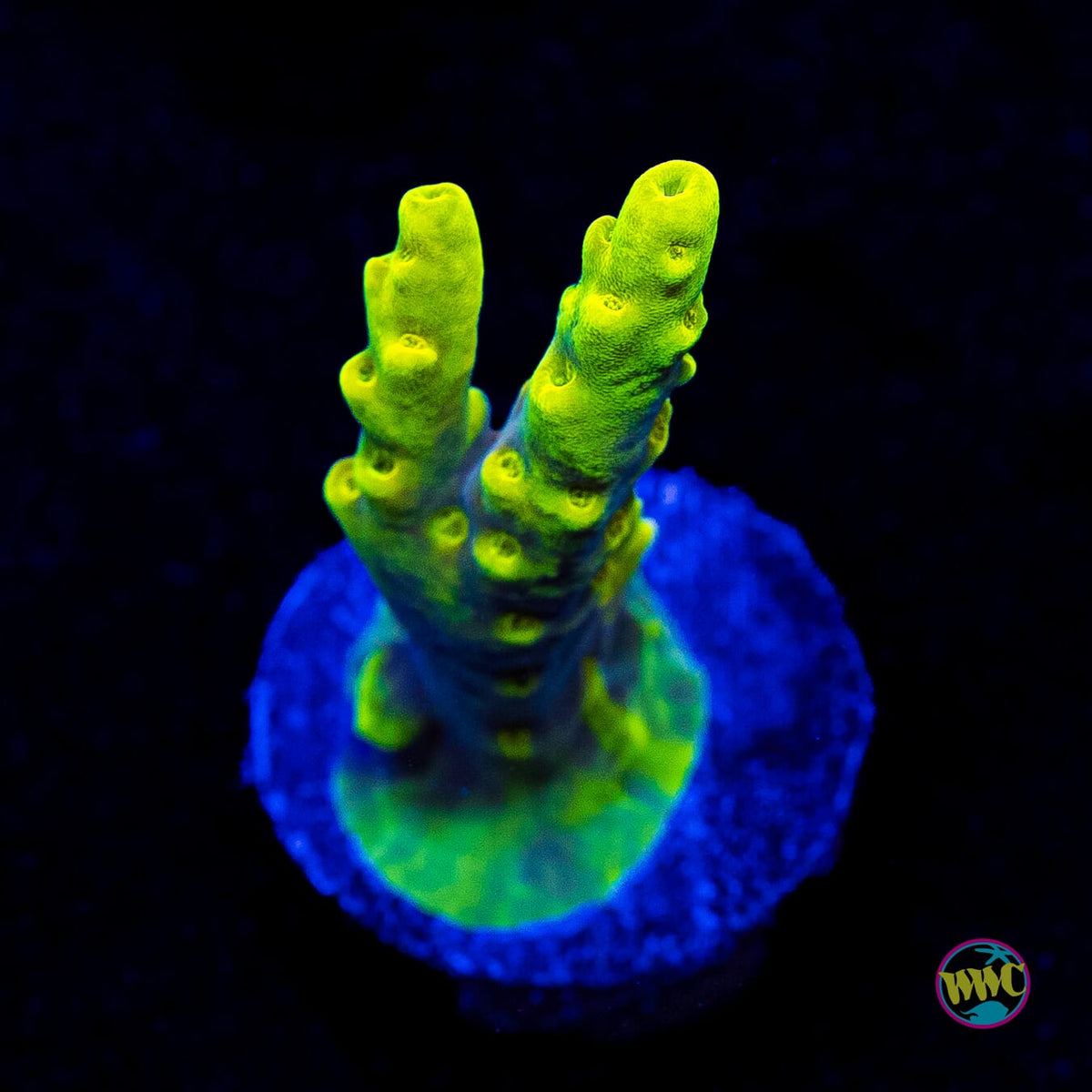 WWC Yodaz Acropora