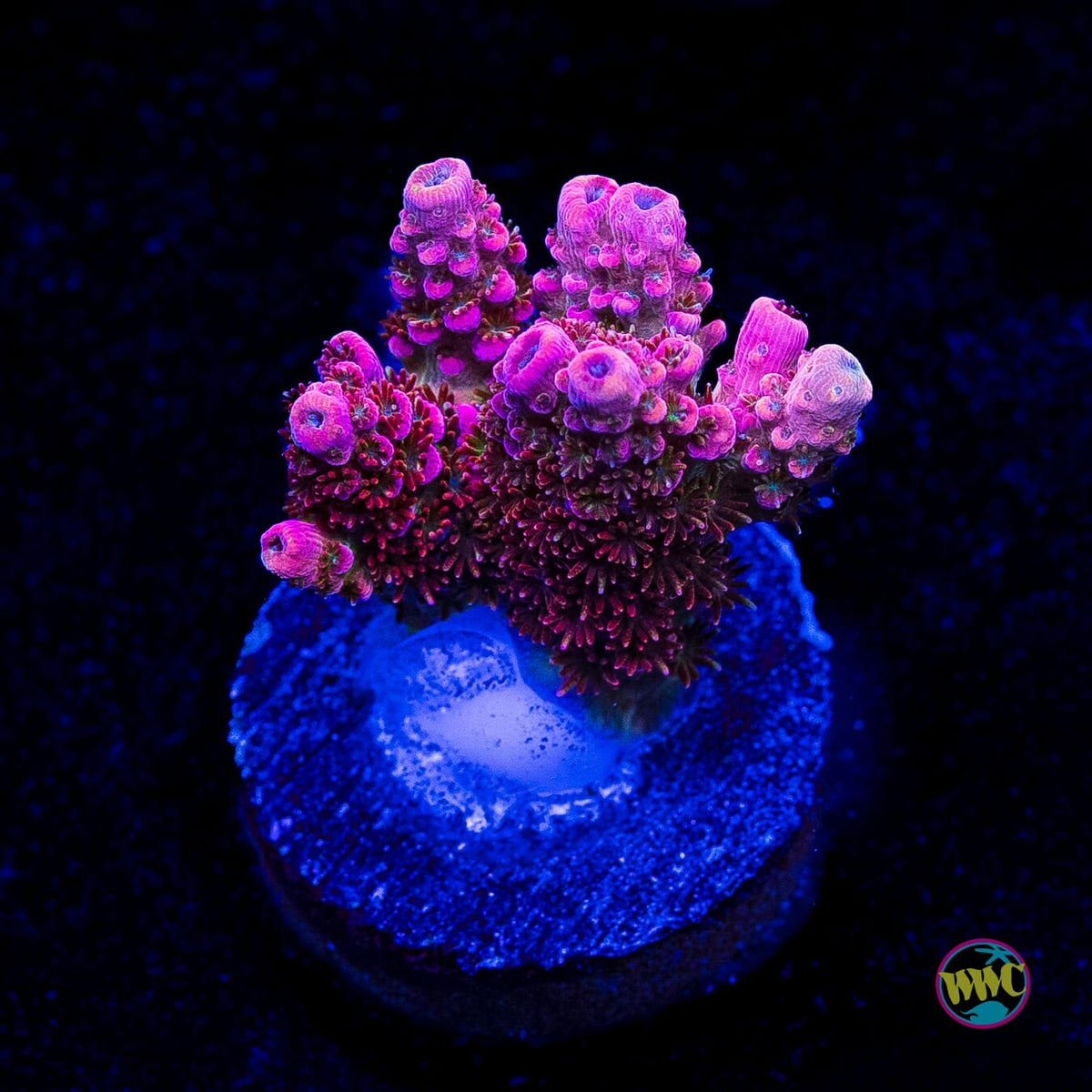 WWC Jello Shot Acropora