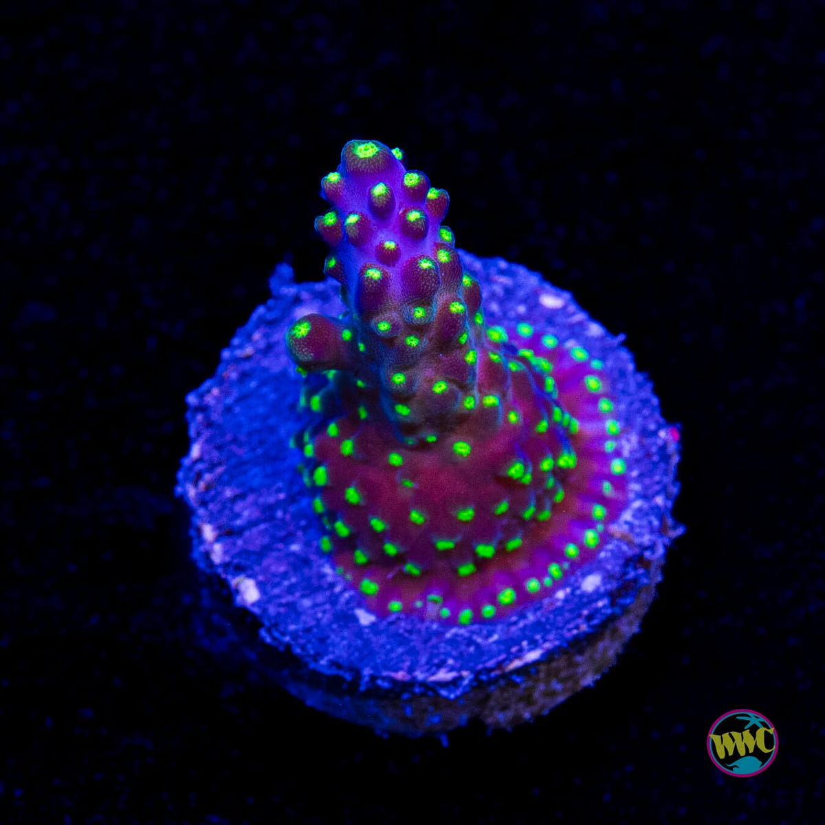 WWC Blueberry Fields Acropora