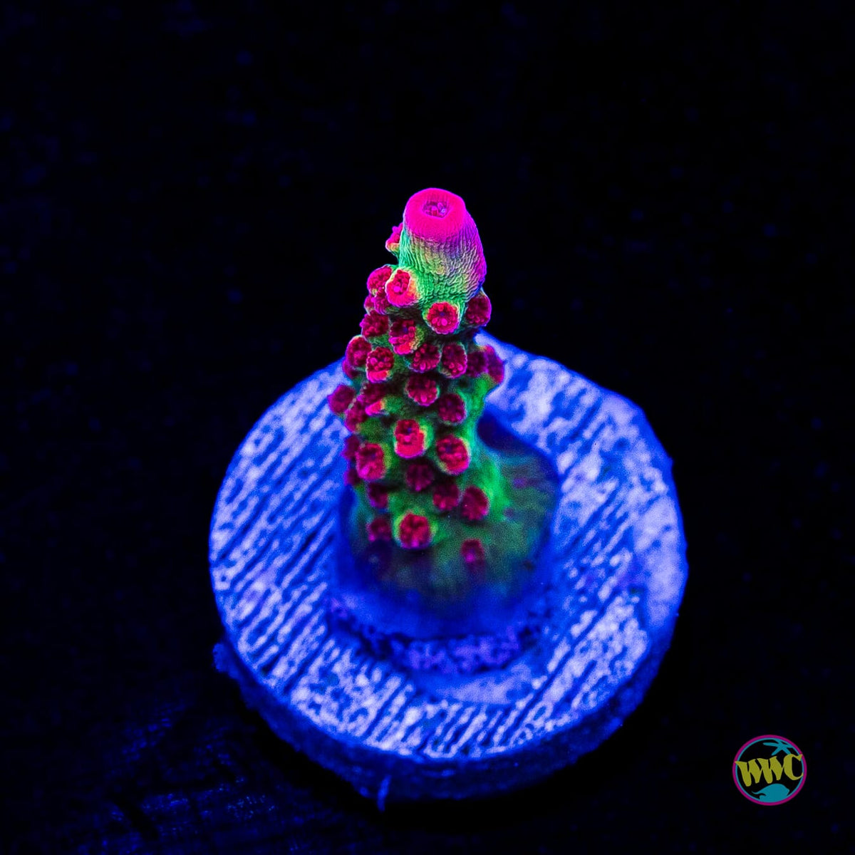 WWC Striptease Acropora